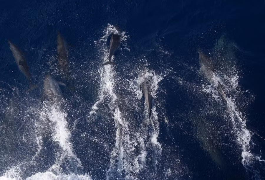 Đàn cá heo chúng tôi gặp đầu tiên ở gần đảo An Bang, nơi nước rất sâu và có màu xanh thẫm. Ảnh: L.Q.P