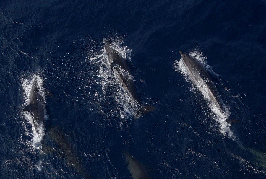 Trên nền nước xanh thẳm, đàn cá heo giỡn sóng làm tung bọt trắng là cảnh tượng mà tôi lần đầu được gặp sau nhiều chuyến đi tới Trường Sa và các vùng biển Việt Nam. Ảnh: L.Q.P Trên nền nước xanh thẳm, đàn cá heo giỡn sóng làm tung bọt trắng là cảnh tượng mà tôi lần đầu được gặp sau nhiều chuyến đi tới Trường Sa và các vùng biển Việt Nam. Ảnh: L.Q.P