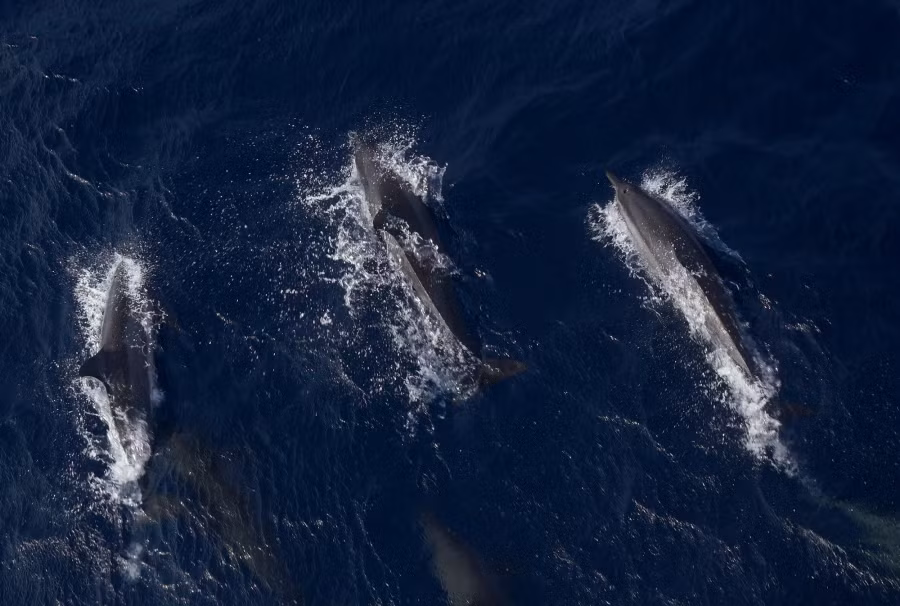 Trên nền nước xanh thẳm, đàn cá heo giỡn sóng làm tung bọt trắng là cảnh tượng mà tôi lần đầu được gặp sau nhiều chuyến đi tới Trường Sa và các vùng biển Việt Nam. Ảnh: L.Q.P