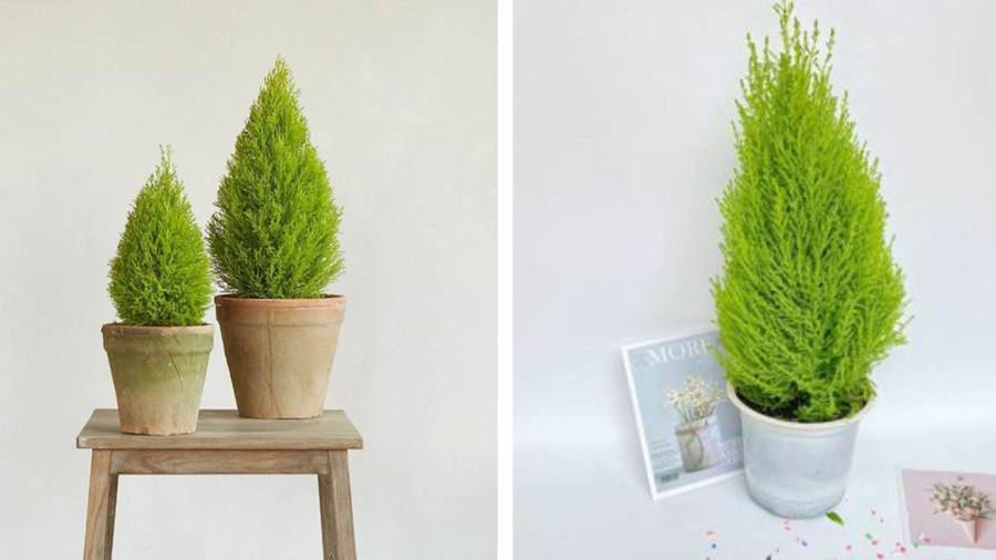 Tinh dầu của cây tuyết tùng có công dụng xua đuổi côn trùng. Đồ hoạ: Tuyết Lan