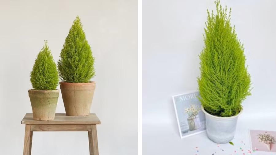 Tinh dầu của cây tuyết tùng có công dụng xua đuổi côn trùng. Đồ hoạ: Tuyết Lan