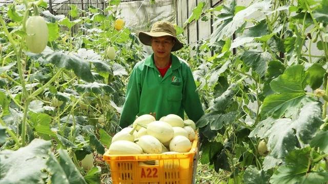Vườn bí mì sợi sản xuất theo phương pháp hữu cơ. ẢNH: LÂM VIÊN