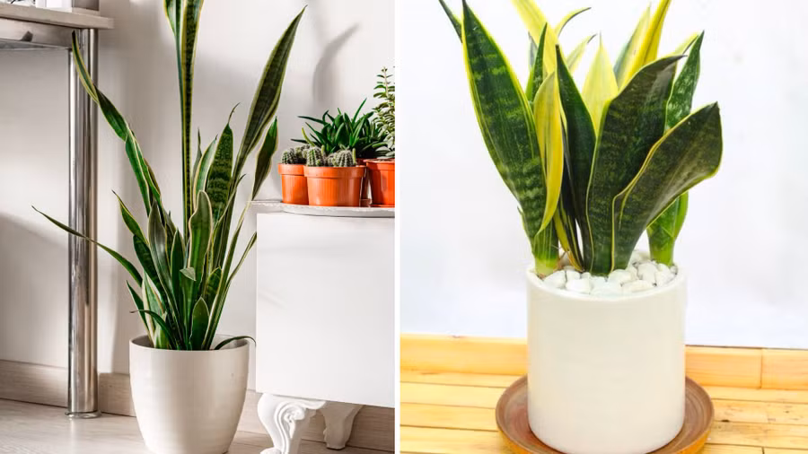 Lưỡi hổ còn được ví như sức mạnh của chúa sơn lâm, có khả năng xua đuổi tà khí, hạn chế xui xẻo đến với gia chủ. Đồ hoạ: Tuyết Lan