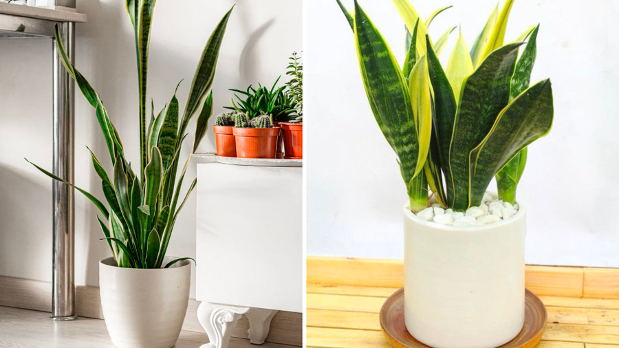 Lưỡi hổ còn được ví như sức mạnh của chúa sơn lâm, có khả năng xua đuổi tà khí, hạn chế xui xẻo đến với gia chủ. Đồ hoạ: Tuyết Lan