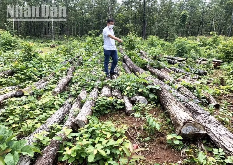 Một vụ phá rừng quy mô lớn thuộc lâm phận do Trung tâm Bảo tồn voi, cứu hộ động vật và Quản lý bảo vệ rừng quản lý được phát hiện trong năm 2021.