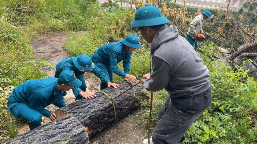 Lực lượng dân quân tự vệ phường 5, TP Đà Lạt dọn dẹp cây thông bị đổ trong ngày 7-9