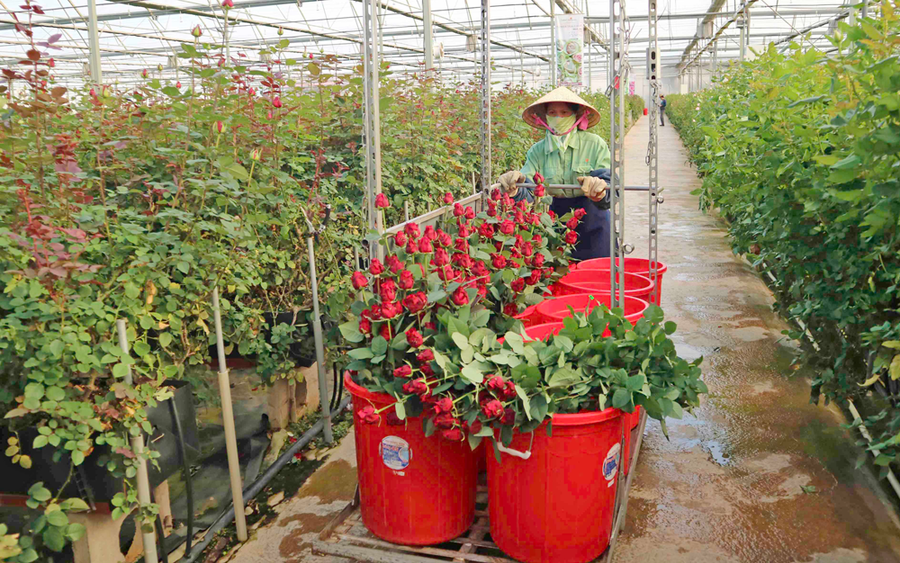 Trang trại trồng hoa trong nhà kính của Công ty Dalat Hasfarm (phường 8, TP Đà Lạt)