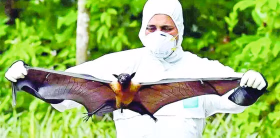 Nhân viên y tế tại Ấn Độ lấy mẫu từ dơi
