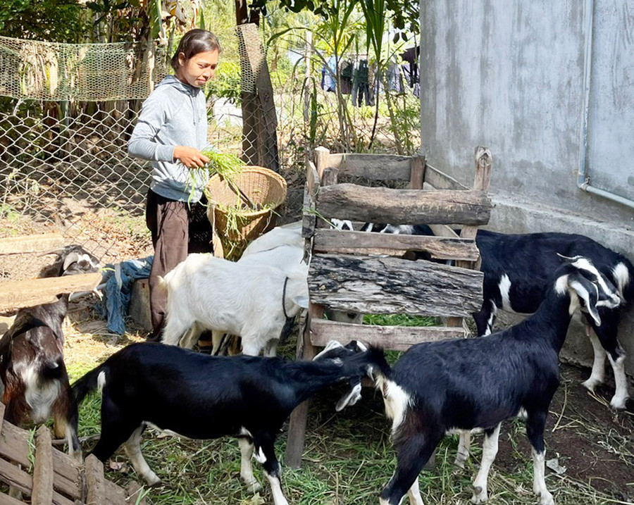 Chị Ksor H&apos;Blin (buôn Ơi Hly, xã Ia Hiao, huyện Phú Thiện) sử dụng vốn vay từ quỹ quay vòng Dự án ARISE để đầu từ chăn nuôi dê. Ảnh: H.T