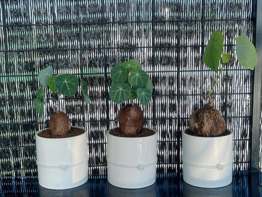 Những cây bình vôi đã thành phẩm. Ảnh: CẨM TIÊN