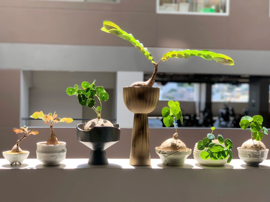 Năng bán đa dòng cây bình vôi. Ảnh: MINH NĂNG