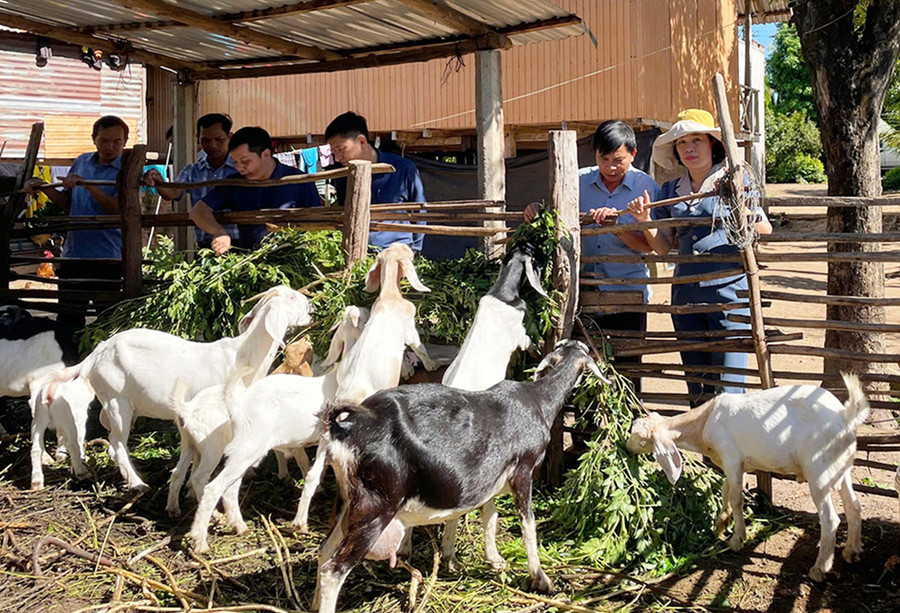 Từ Cuộc vận động “Làm thay đổi nếp nghĩ, cách làm trong đồng bào DTTS để từng bước vươn lên thoát nghèo bền vững”, nhiều hộ đồng bào DTTS huyện Mang Yang đã được hỗ trợ con giống để phát triển chăn nuôi. Ảnh: Thanh Nhật Từ Cuộc vận động “Làm thay đổi nếp nghĩ, cách làm trong đồng bào DTTS để từng bước vươn lên thoát nghèo bền vững”, nhiều hộ đồng bào DTTS huyện Mang Yang đã được hỗ trợ con giống để phát triển chăn nuôi. Ảnh: Thanh Nhật