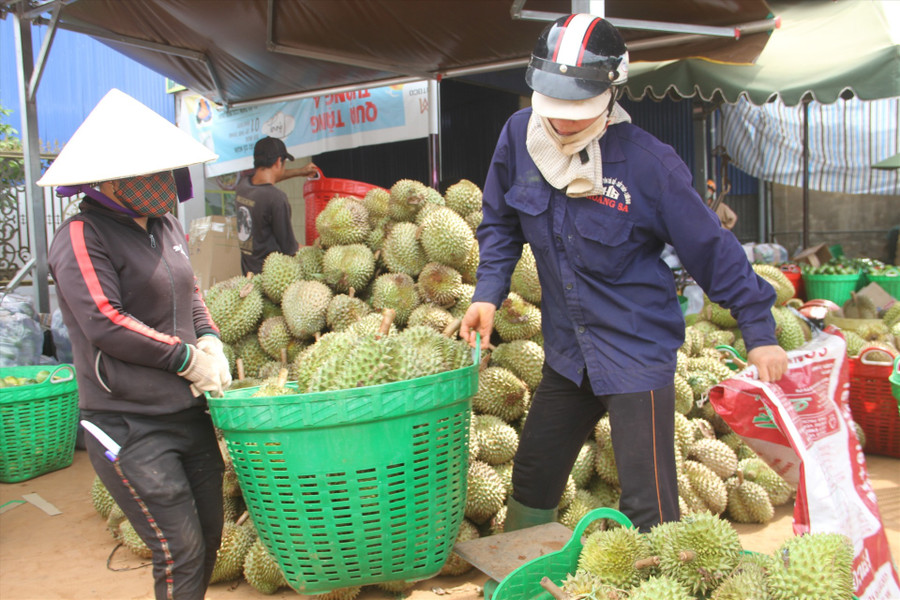 Thu hoạch sầu riêng ở tỉnh Đắk Lắk. Ảnh: Tiến Thoại Thu hoạch sầu riêng ở tỉnh Đắk Lắk. Ảnh: Tiến Thoại