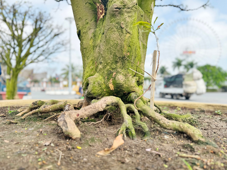 Gốc mai hồng diệp 5 thân Gốc mai hồng diệp 5 thân