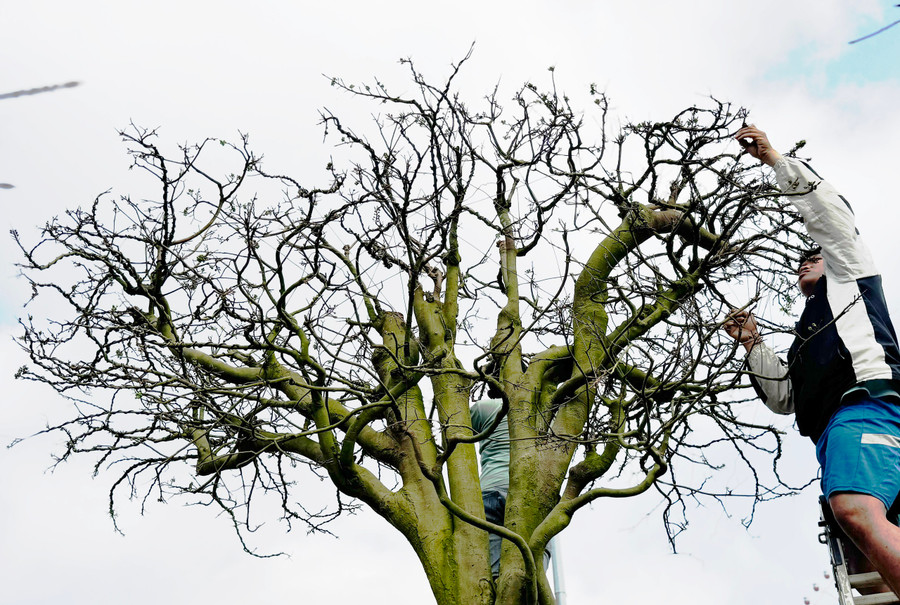 Cây thanh mai có dáng bàn tay Phật Cây thanh mai có dáng bàn tay Phật