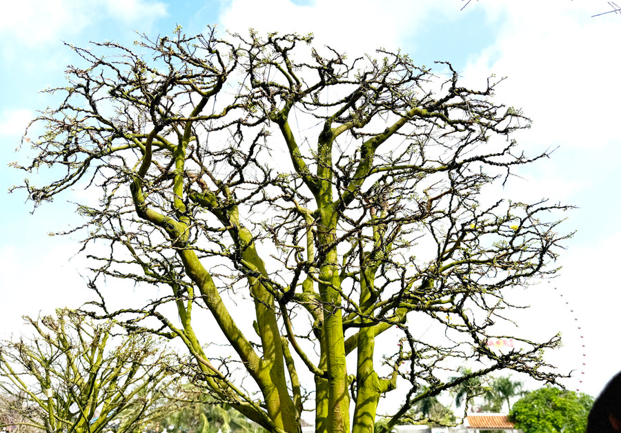 Cây có dáng 5 thân trong phong thủ tượng trưng cho sự ngũ phúc Cây có dáng 5 thân trong phong thủ tượng trưng cho sự ngũ phúc