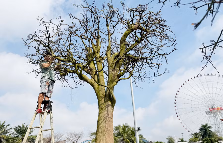 Cây thanh mai giá 3 tỉ đồng tại chợ hoa Tết Đà Nẵng của anh Trương Hoài Phong (chủ vườn mai ở Gia Lai) Cây thanh mai giá 3 tỉ đồng tại chợ hoa Tết Đà Nẵng của anh Trương Hoài Phong (chủ vườn mai ở Gia Lai)