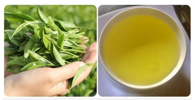 Chất tanin trong trà có thể khử độc cồn cấp tính Chất tanin trong trà có thể khử độc cồn cấp tính