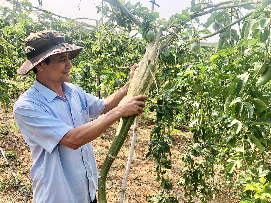 Cán bộ Chi cục Trồng trọt và Bảo vệ thực vật tỉnh kiểm tra vườn chanh dây bị bệnh tại xã Ia Hla. Ảnh: Lê Nam Cán bộ Chi cục Trồng trọt và Bảo vệ thực vật tỉnh kiểm tra vườn chanh dây bị bệnh tại xã Ia Hla. Ảnh: Lê Nam