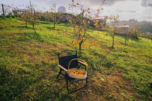 Đến Mộc Châu thăm vườn hồng, thưởng thức món quà của mùa thu - Ảnh 1. Vườn hồng với trái treo lủng lẳng ở huyện Mộc Châu, tỉnh Sơn La đầu tháng 9. Ảnh: QUANG KIÊN