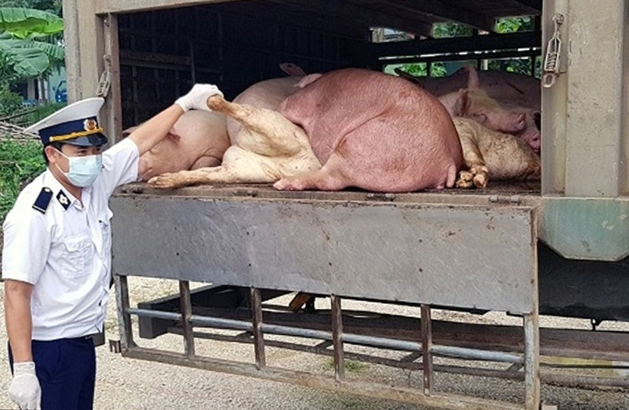 Kịp thời ngăn chặn, phát hiện và xử lý nghiêm các trường hợp buôn bán, vận chuyển trái phép động vật, sản phẩm động vật qua biên giới vào Việt Nam (ảnh minh họa)