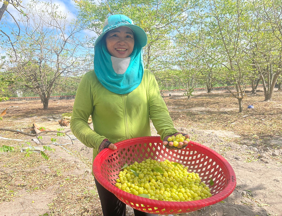 Bà Trần Thị Nghiêm là hộ tiên phong trồng cây chùm ruột. Ảnh: P.D Bà Trần Thị Nghiêm là hộ tiên phong trồng cây chùm ruột. Ảnh: P.D