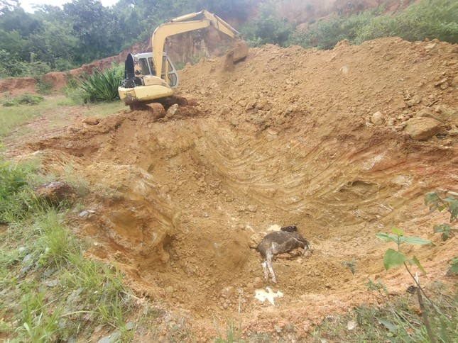 Tiêu hủy bò chết theo hướng dẫn của Bộ NN&PTNT Tiêu hủy bò chết theo hướng dẫn của Bộ NN&PTNT