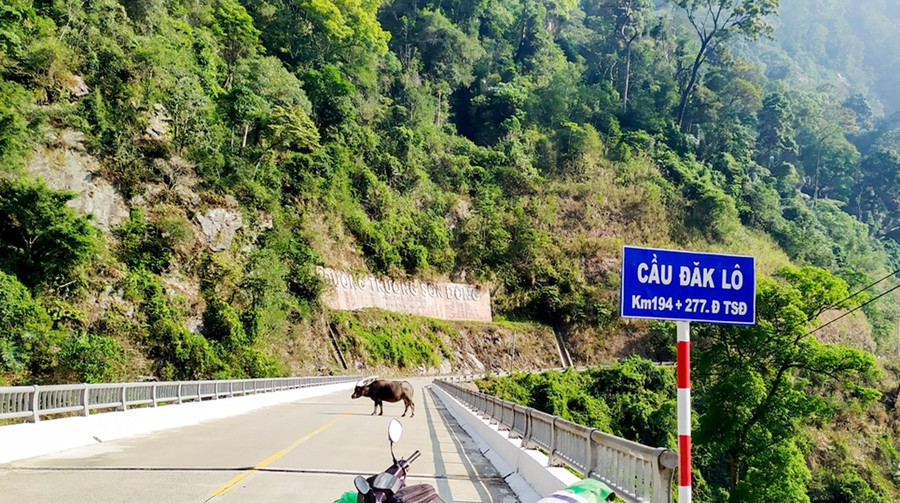 Trên cung đường Trường Sơn Đông xanh mướt một màu lá mới