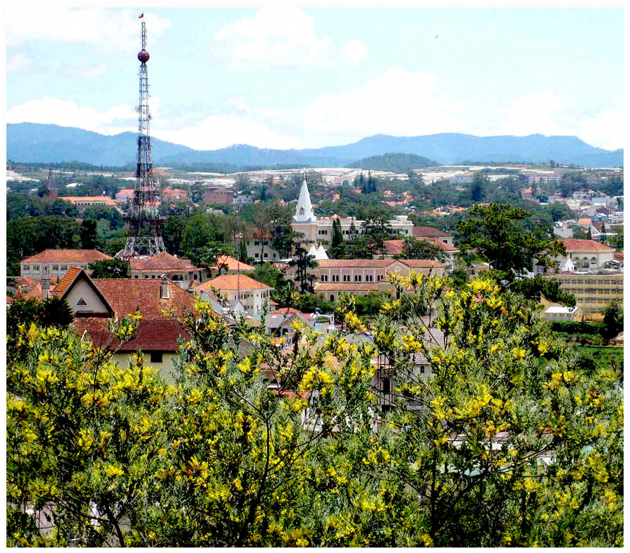 Cả Đà Lạt vàng rực mimosa, như “nàng sơn cước” lộng lẫy trong bộ váy áo vàng rực, quyến rũ. Cả Đà Lạt vàng rực mimosa, như “nàng sơn cước” lộng lẫy trong bộ váy áo vàng rực, quyến rũ.