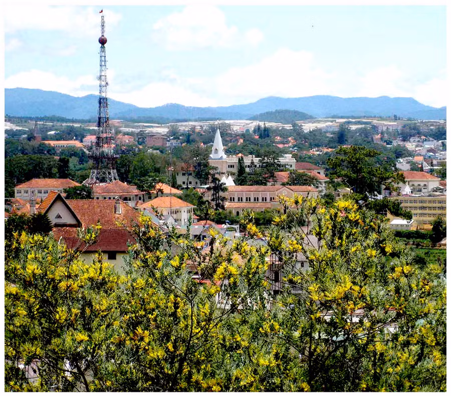 Cả Đà Lạt vàng rực mimosa, như “nàng sơn cước” lộng lẫy trong bộ váy áo vàng rực, quyến rũ.