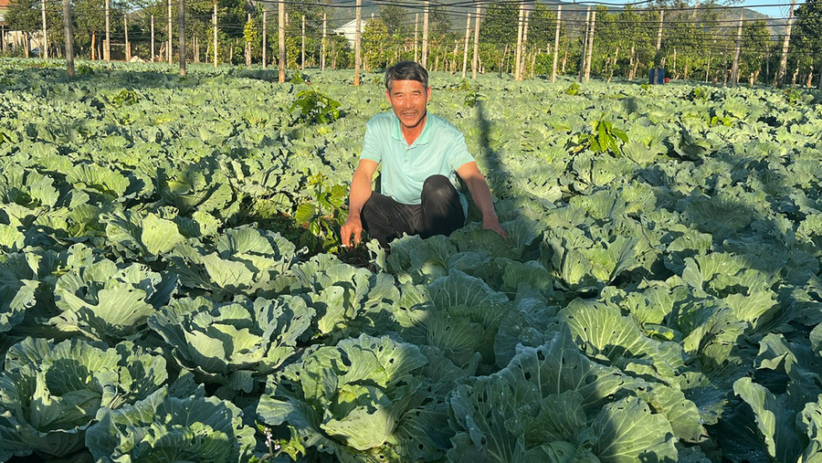 Ông Trần Văn Phúc (thôn 3, xã Nghĩa Hòa) bên vườn rau cải bắp rộng 1 ha của mình. Ảnh: Đinh Yến Ông Trần Văn Phúc (thôn 3, xã Nghĩa Hòa) bên vườn rau cải bắp rộng 1 ha của mình. Ảnh: Đinh Yến