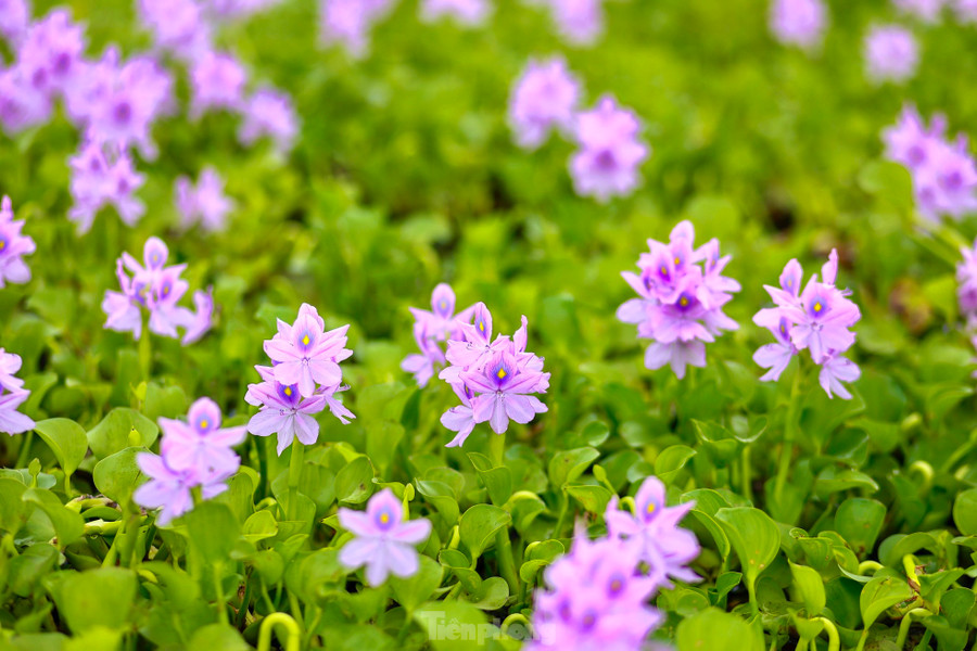 Sắc hoa tím trải dài trên mặt nước tạo nên khung cảnh lãng mạn và nên thơ. Sắc hoa tím trải dài trên mặt nước tạo nên khung cảnh lãng mạn và nên thơ.