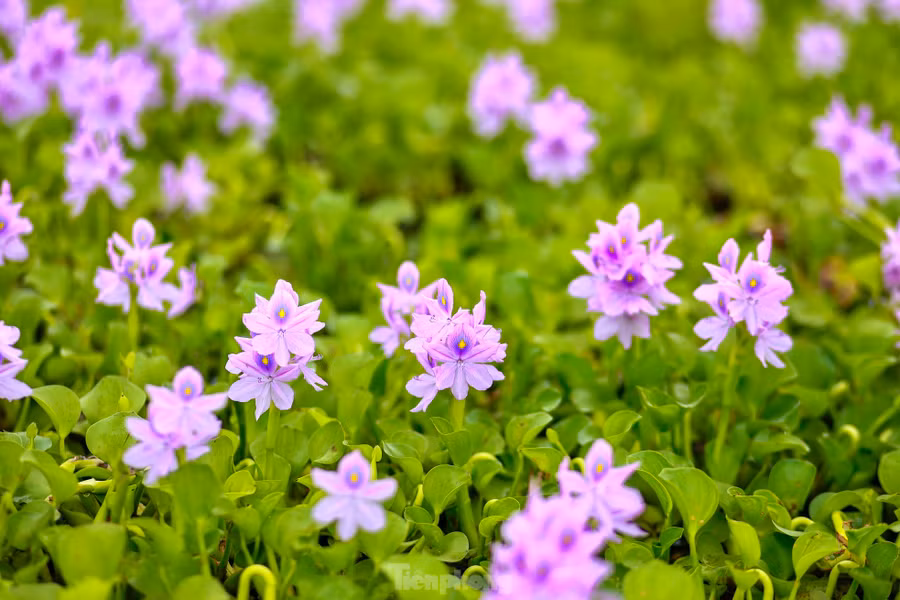 Sắc hoa tím trải dài trên mặt nước tạo nên khung cảnh lãng mạn và nên thơ.