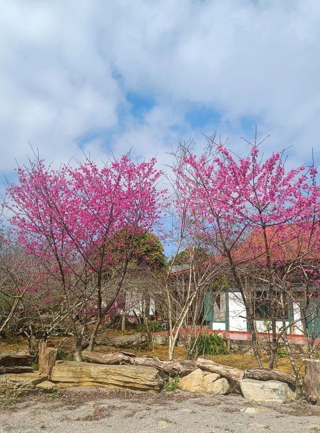 Vẻ đẹp của hoa anh đào tại Mộc Châu (Sơn La). (Ảnh: Khánh Hòa/TTXVN)