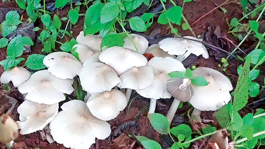 Nấm mối mọc trong vườn cà phê. Ảnh: Nguyên Võ Nấm mối mọc trong vườn cà phê. Ảnh: Nguyên Võ