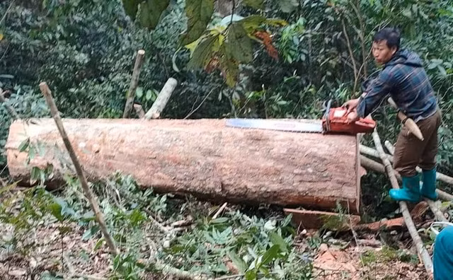 Cây gỗ có chiều dài thân: 18,2 m; vanh đoạn gốc: 243 cm, vanh đoạn giữa 210 cm, vanh áp ngọn 170 cm.