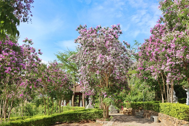 Trước cổng chùa ngắm hoa đón gió và hướng mắt về đại dương phóng khoáng xa xa kia ngay trước tầm mắt, tưởng như mọi vết thương của cuộc sống đều đang dần được chữa lành. Ảnh: PHẠM BÁ DUY