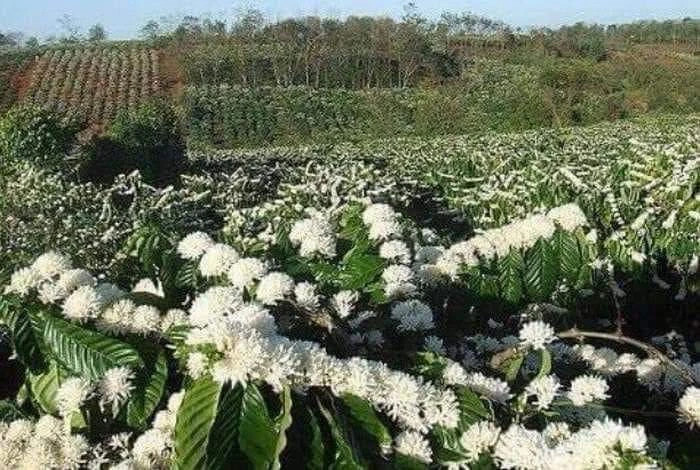 Những đồi hoa cà phê bung trắng xóa. Ảnh: LK. Những đồi hoa cà phê bung trắng xóa. Ảnh: LK.