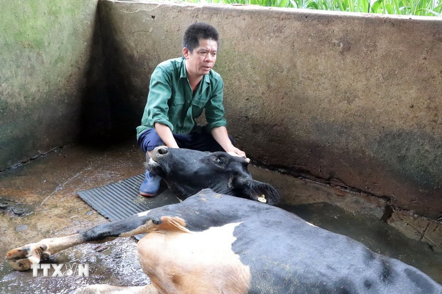 Ông Trần Đình Nam ở tổ 2, thôn Bồng Lai, xã Hiệp Thạnh (huyện Đức Trọng) bên con bò sữa bị chết. (Ảnh: Chu Quốc Hùng/TTXVN) Ông Trần Đình Nam ở tổ 2, thôn Bồng Lai, xã Hiệp Thạnh (huyện Đức Trọng) bên con bò sữa bị chết. (Ảnh: Chu Quốc Hùng/TTXVN)