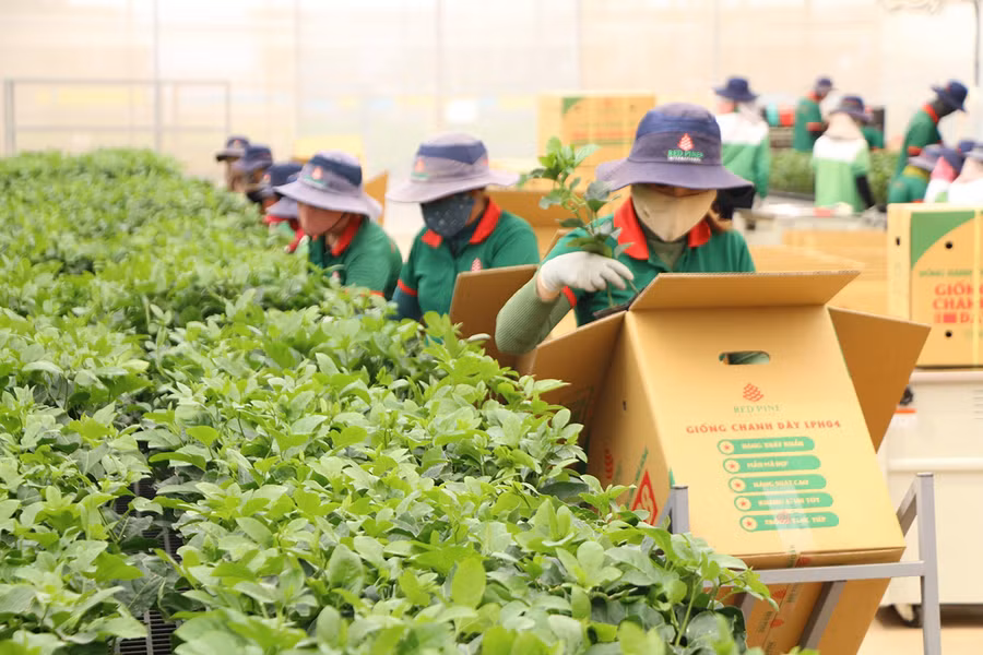 Sản xuất giống chanh dây tại Công ty cổ phần Quốc tế Thông Đỏ (xã Ia Phang, huyện Chư Pưh). Ảnh: T.D