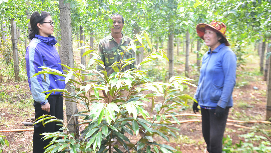 Bà Võ Thị Thu Hiền (bìa trái)-Chủ tịch Hội Nông dân xã Ia Băng đang trao đổi kinh nghiệm sản xuất với vợ chồng ông Nguyễn Văn Minh, ở thôn Phú Mỹ, xã Ia Băng, huyện Chư Prông. Ảnh: Hoàng Cư
