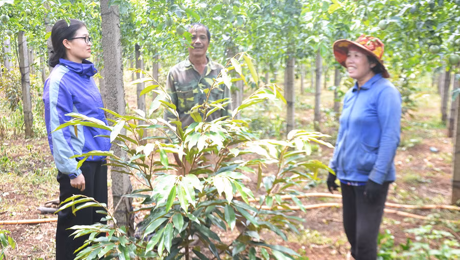 Bà Võ Thị Thu Hiền (bìa trái)-Chủ tịch Hội Nông dân xã Ia Băng đang trao đổi kinh nghiệm sản xuất với vợ chồng ông Nguyễn Văn Minh, ở thôn Phú Mỹ, xã Ia Băng, huyện Chư Prông. Ảnh: Hoàng Cư