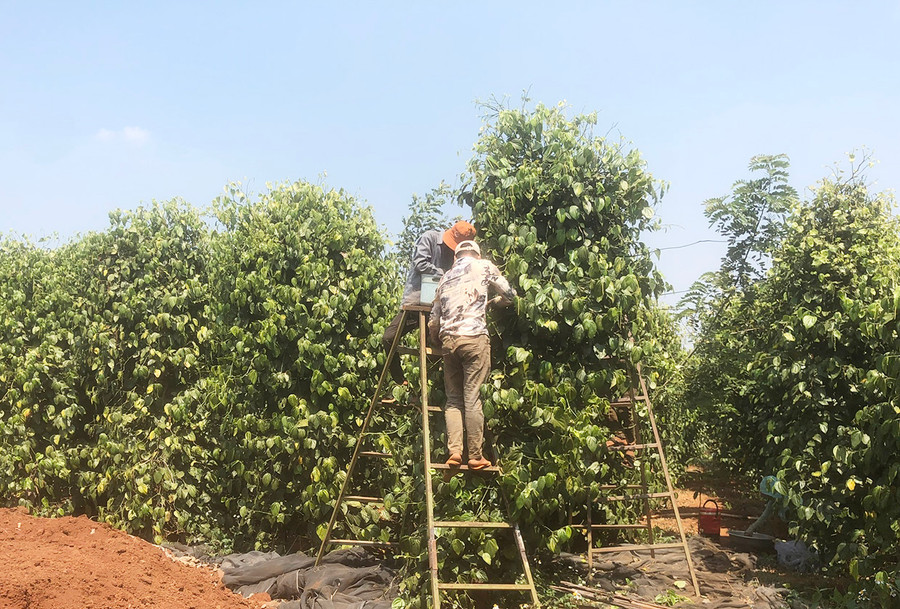 Người dân Chư Prông thu hoạch tiêu xanh cung cấp cho Công ty TNHH một thành viên An Thắng Gia Lai. Ảnh: Nguyễn Diệp Người dân Chư Prông thu hoạch tiêu xanh cung cấp cho Công ty TNHH một thành viên An Thắng Gia Lai. Ảnh: Nguyễn Diệp