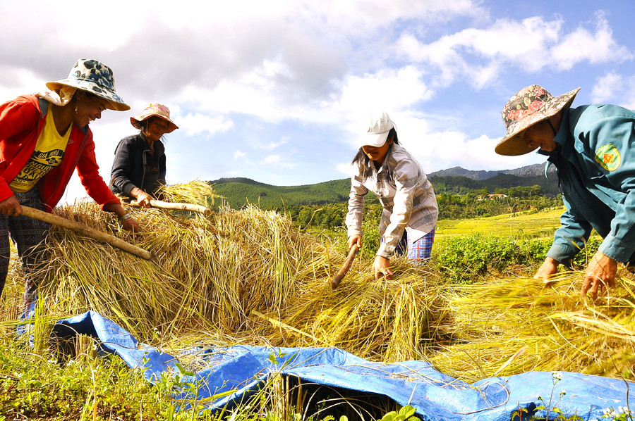 Điều đặc biệt là đồng bào Xơ Đăng ở Măng Ri trồng lúa và thu hoạch vẫn dùng phương pháp thủ công. Nơi đây không là vựa lúa, có những thửa ruộng bậc thang đẹp, hấp dẫn nhất ở chân núi Ngọc Linh hùng vĩ mà nơi đây cũng là “thủ phủ” của Quốc bảo- Sâm Ngọc Linh. Điều đặc biệt là đồng bào Xơ Đăng ở Măng Ri trồng lúa và thu hoạch vẫn dùng phương pháp thủ công. Nơi đây không là vựa lúa, có những thửa ruộng bậc thang đẹp, hấp dẫn nhất ở chân núi Ngọc Linh hùng vĩ mà nơi đây cũng là “thủ phủ” của Quốc bảo- Sâm Ngọc Linh.