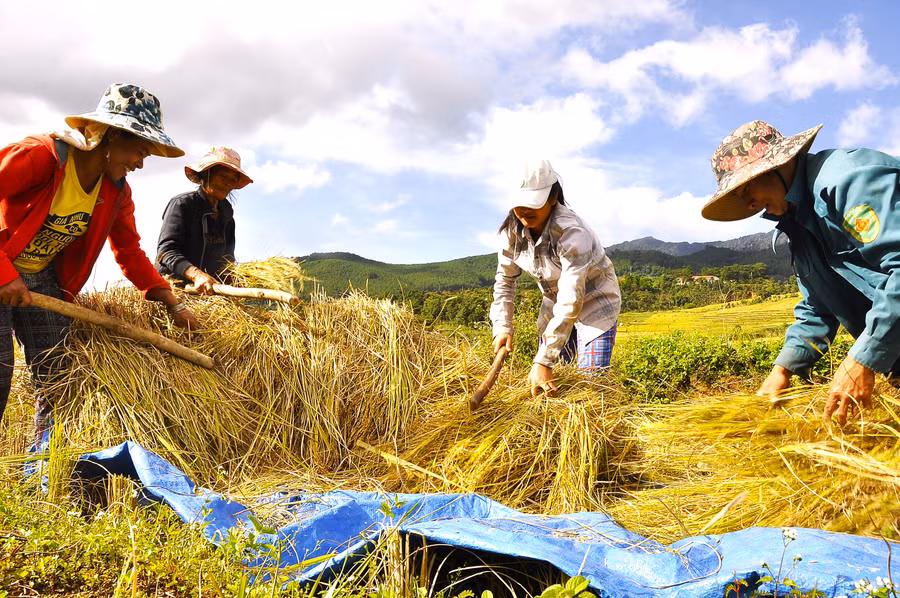 Điều đặc biệt là đồng bào Xơ Đăng ở Măng Ri trồng lúa và thu hoạch vẫn dùng phương pháp thủ công. Nơi đây không là vựa lúa, có những thửa ruộng bậc thang đẹp, hấp dẫn nhất ở chân núi Ngọc Linh hùng vĩ mà nơi đây cũng là “thủ phủ” của Quốc bảo- Sâm Ngọc Linh.