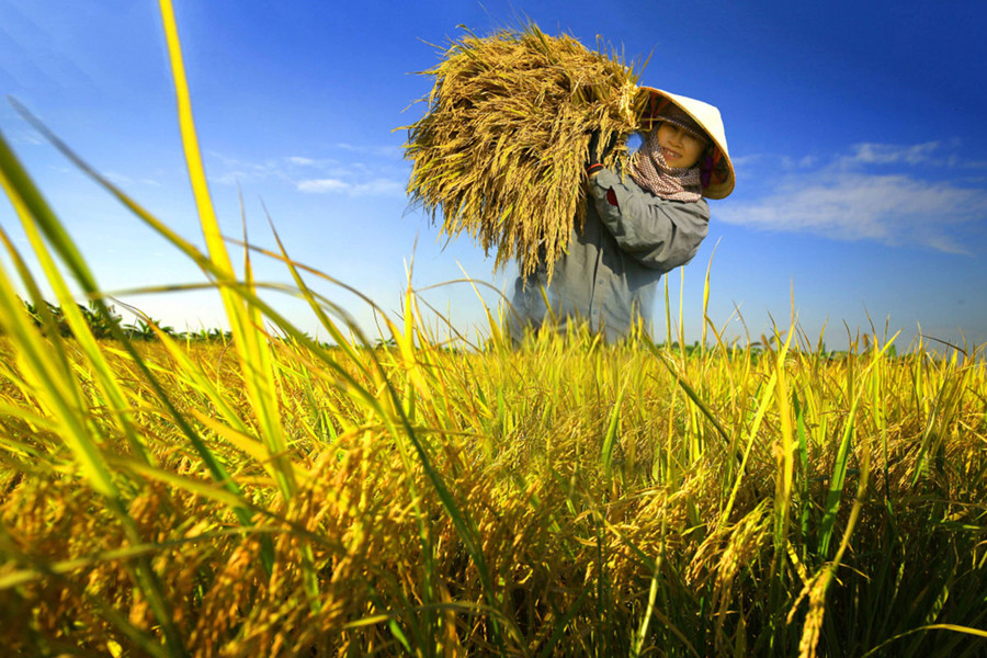 Những giọt mồ hôi trên khuôn mặt rám nắng của người nông dân rơi xuống cánh đồng bỏng cháy để làm ra hạt gạo trắng tinh (ảnh nguồn internet)