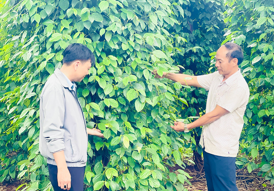 Gia đình ông Lê Hùng Huấn (thôn An Điền, xã Ia Blang, huyện Chư Sê) tiên phong trồng hồ tiêu theo tiêu chuẩn VietGAP. Ảnh: Mai Ka Gia đình ông Lê Hùng Huấn (thôn An Điền, xã Ia Blang, huyện Chư Sê) tiên phong trồng hồ tiêu theo tiêu chuẩn VietGAP. Ảnh: Mai Ka