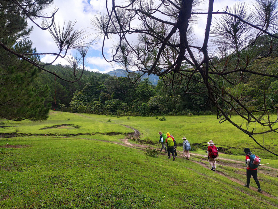 Thảm thực vật xanh rì trên cùng đường Tà Năng – Phan Dũng. Ảnh: Lê Dương