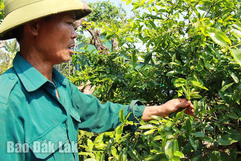 Ông Nguyễn Quang Khoát (ở thôn 10, xã Hòa Thắng) kiểm tra đọt non của cây mai. Ông Nguyễn Quang Khoát (ở thôn 10, xã Hòa Thắng) kiểm tra đọt non của cây mai.