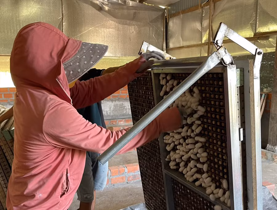 Gia đình anh Cương sử dụng máy móc thu hoạch kén tằm. Ảnh: Vũ Chi